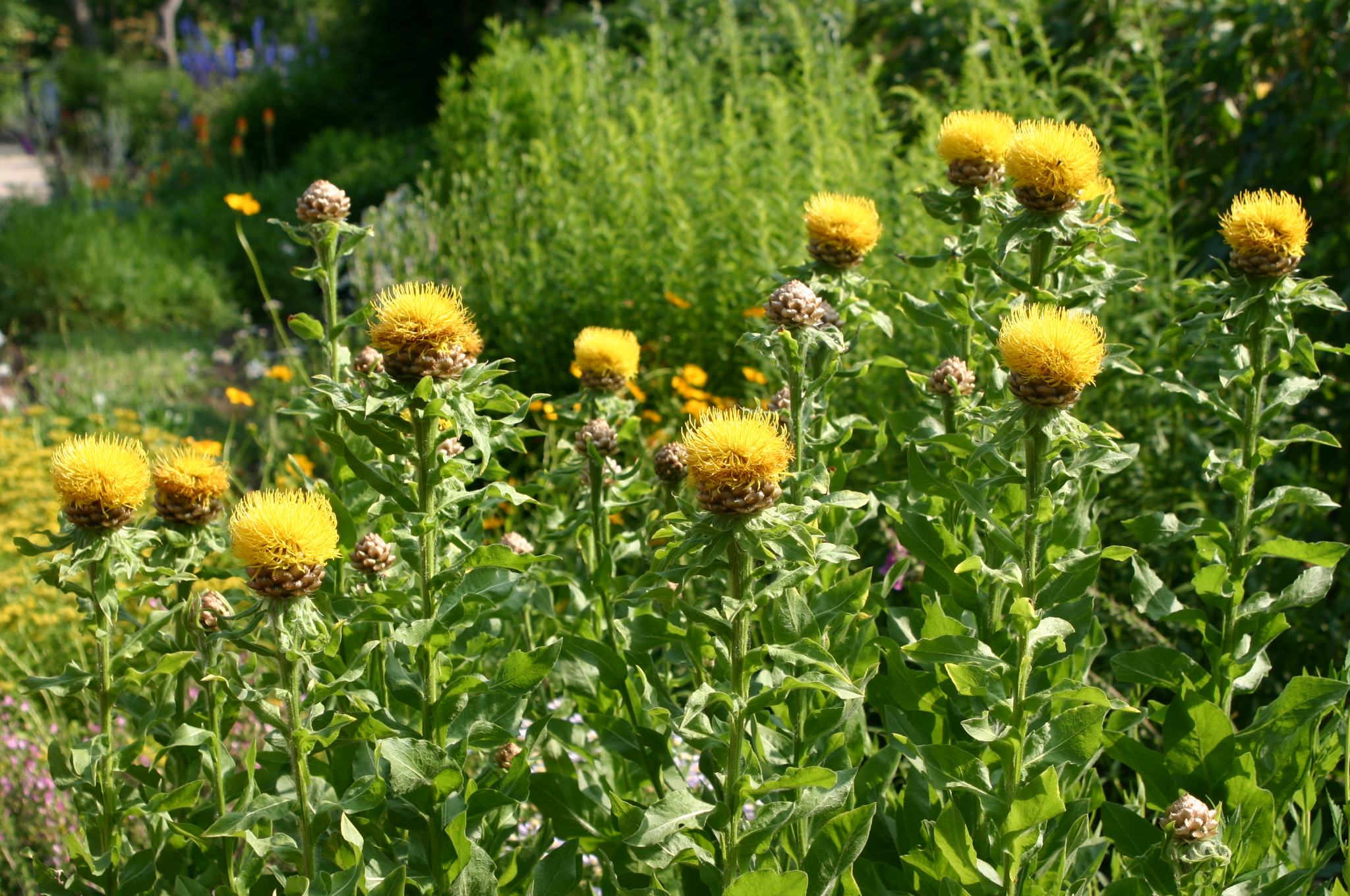 Centaurea macrocephala